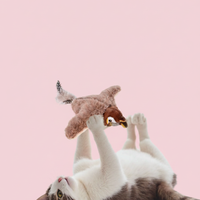 Bird Cat Toy