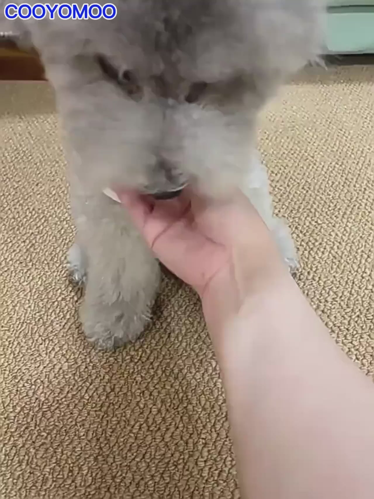 Automatic Moving Dog Toy Ball